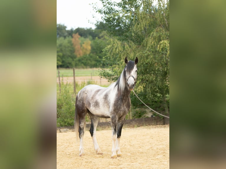 Mustang (american) Gelding 5 years 14.3 hh Pinto in Heinzenbach