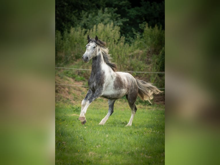 Mustang (american) Gelding 5 years 14.3 hh Pinto in Heinzenbach