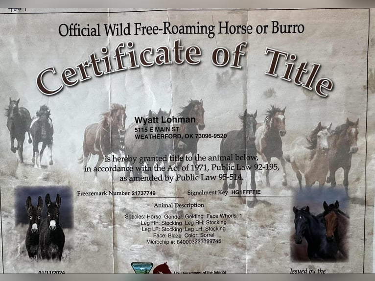 Mustang (american) Gelding 5 years 14 hh Chestnut in Stephenville TX