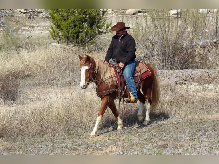 Mustang (american) Gelding 5 years 14 hh Chestnut in Stephenville TX