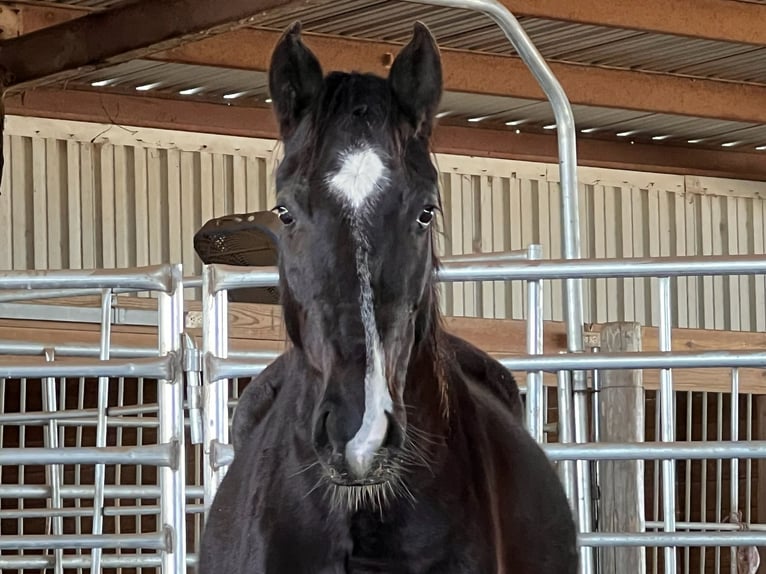 Mustang (american) Gelding 5 years 14,1 hh Black in Lyons