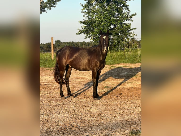 Mustang (american) Gelding 5 years 14,1 hh Black in Lyons