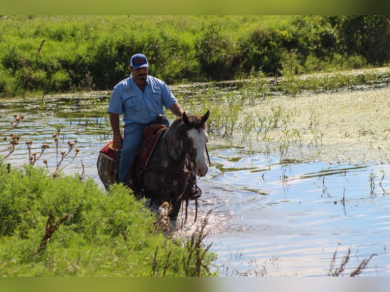Mustang (american) Gelding 5 years 14,1 hh Black in Stephenville tX