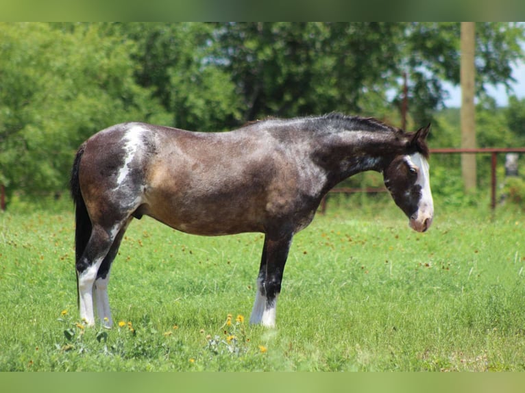 Mustang (american) Gelding 5 years 14,1 hh Black in Stephenville tX