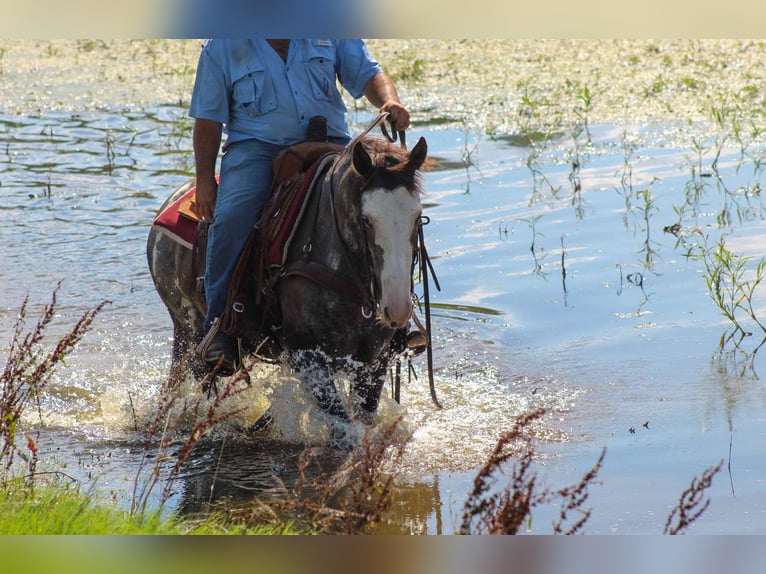 Mustang (american) Gelding 5 years 14,1 hh Black in Stephenville tX