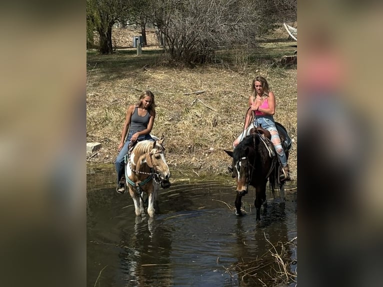 Mustang (american) Gelding 6 years 14.1 hh Bay in Fort Collins