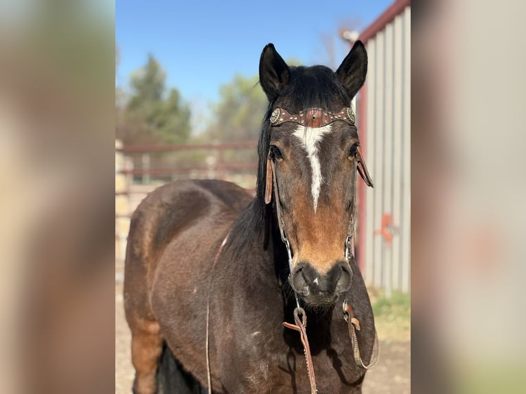 Mustang (american) Gelding 6 years 14.1 hh Bay in Fort Collins