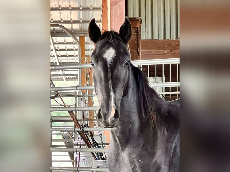 Mustang (american) Gelding 6 years 14.1 hh Black in Lyons