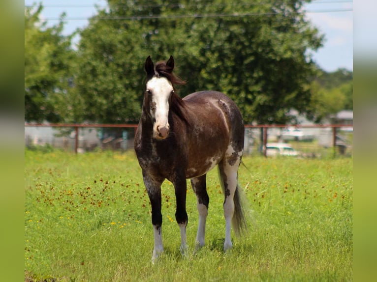 Mustang (american) Gelding 6 years 14.1 hh Black in Stephenville tX