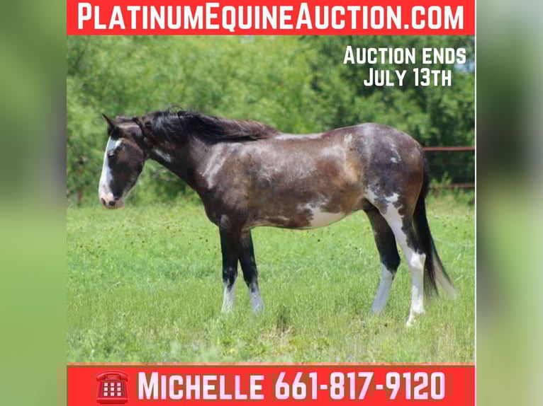 Mustang (american) Gelding 6 years 14.1 hh Black in Stephenville tX