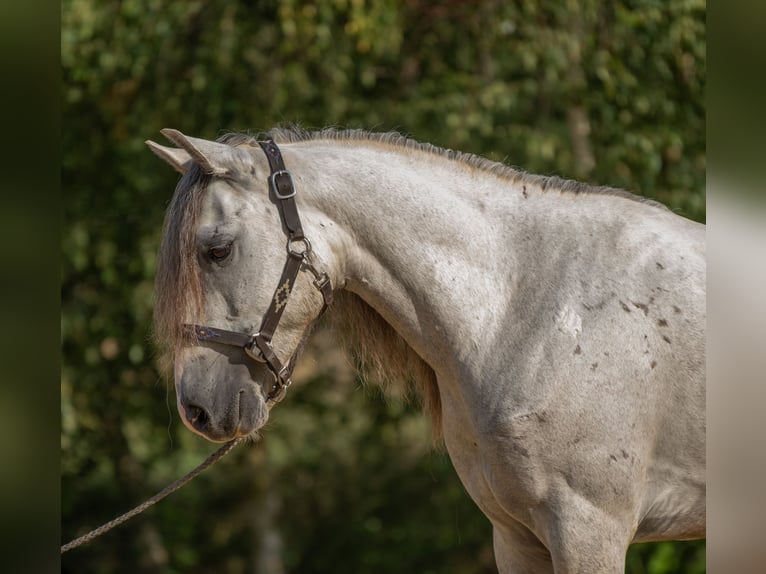 Mustang (american) Gelding 6 years 14 hh Grey in Heinzenbach