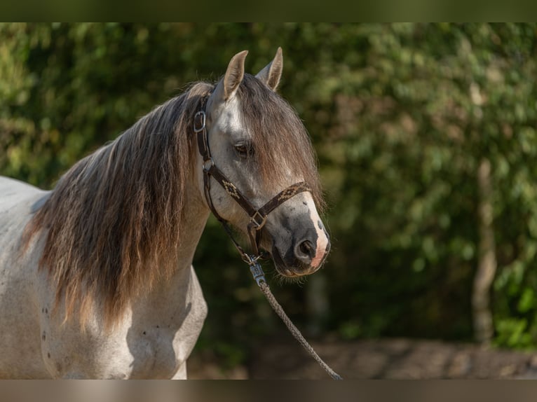 Mustang (american) Gelding 6 years 14 hh Grey in Heinzenbach