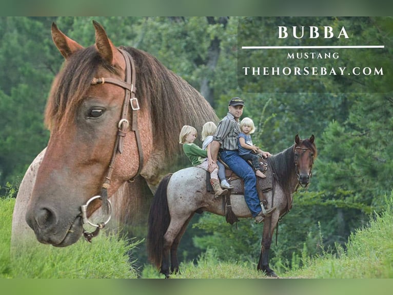 Mustang (american) Gelding 6 years 14 hh Roan-Bay in Sallisaw, OK