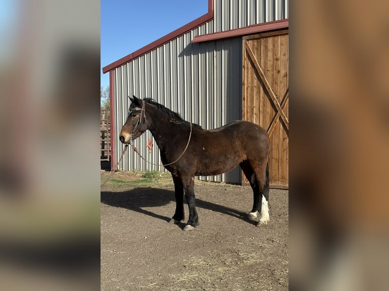 Mustang (american) Gelding 6 years 14,1 hh Bay in Fort Collins