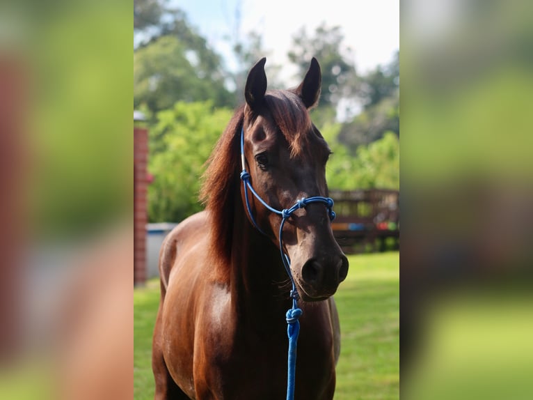 Mustang (american) Gelding 6 years 14,2 hh Black in Heinzenbach