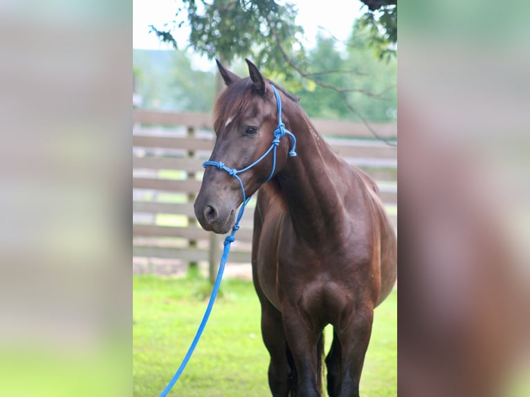 Mustang (american) Gelding 6 years 14,2 hh Black in Heinzenbach