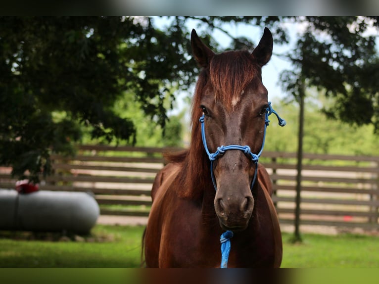 Mustang (american) Gelding 6 years 14,2 hh Black in Heinzenbach