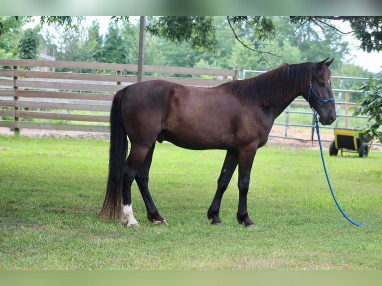 Mustang (american) Gelding 6 years 14,2 hh Black in Heinzenbach