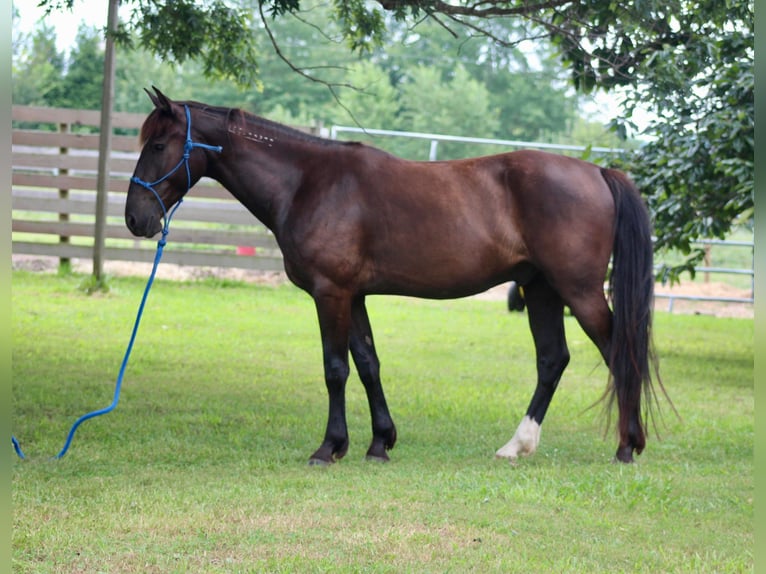 Mustang (american) Gelding 6 years 14,2 hh Black in Heinzenbach