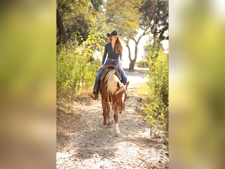 Mustang (american) Gelding 6 years 14,3 hh Chestnut in Weatherford