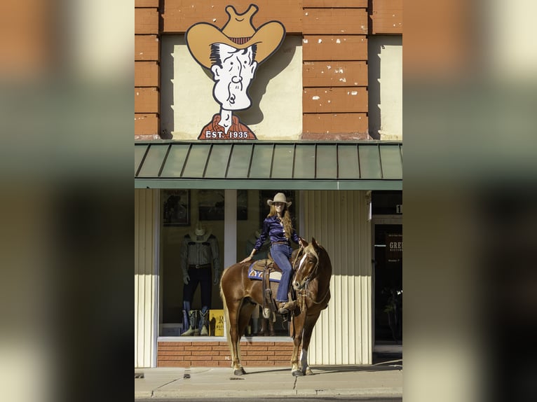 Mustang (american) Gelding 6 years 14,3 hh Chestnut in Weatherford