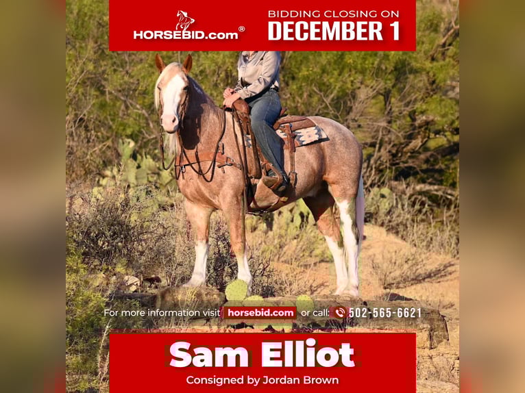 Mustang (american) Gelding 6 years 14,3 hh Roan-Red in Georgetown