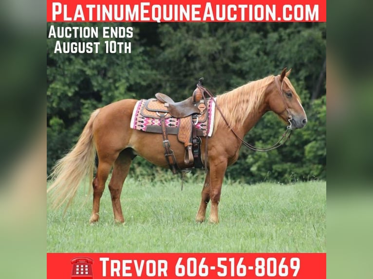 Mustang (american) Gelding 6 years 15 hh Chestnut in Parkers Lake, KY