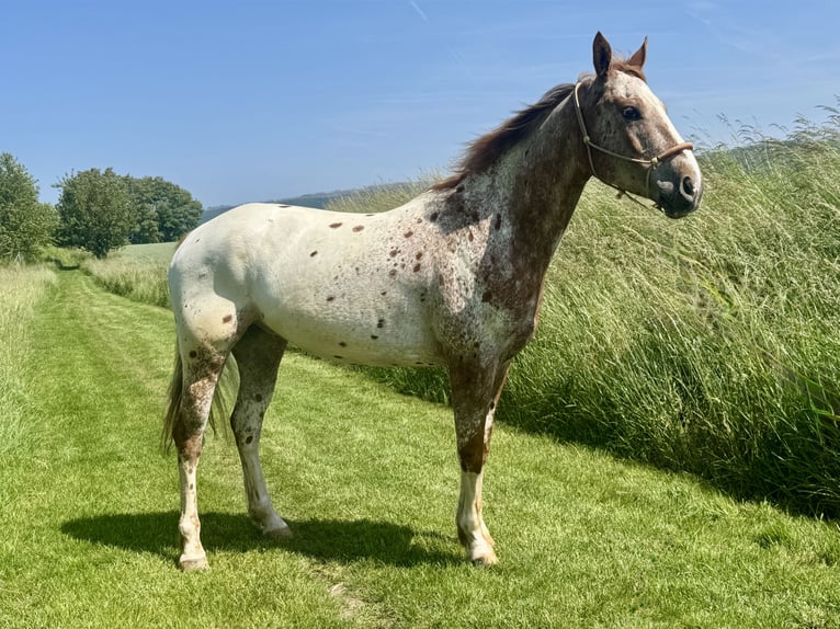 Mustang (american) Gelding 6 years 15,2 hh Leopard-Piebald in Herzberg am Harz