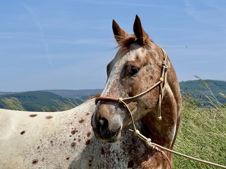 Mustang (american) Gelding 6 years 15,2 hh Leopard-Piebald in Herzberg am Harz
