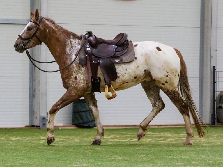 Mustang (american) Gelding 6 years 15,2 hh Leopard-Piebald in Herzberg am Harz