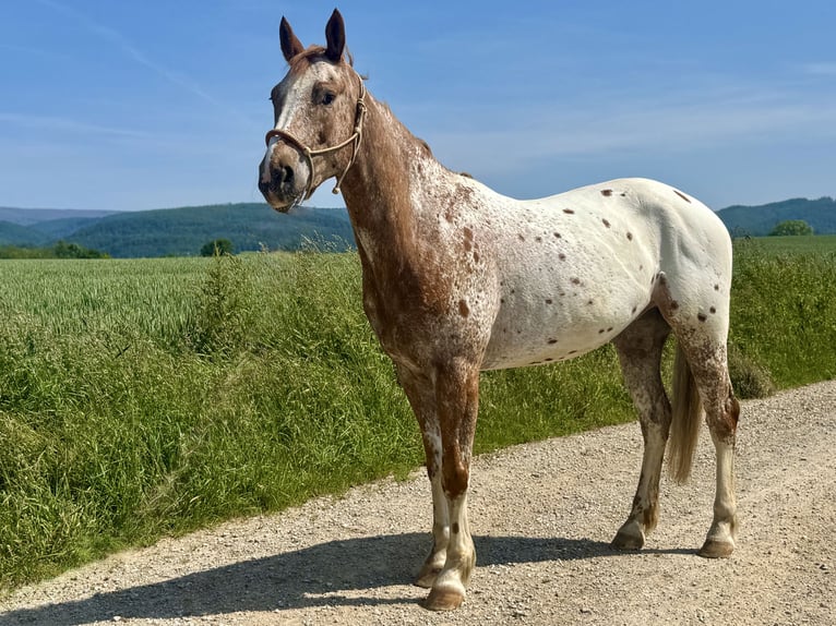 Mustang (american) Gelding 6 years 15,2 hh Leopard-Piebald in Herzberg am Harz