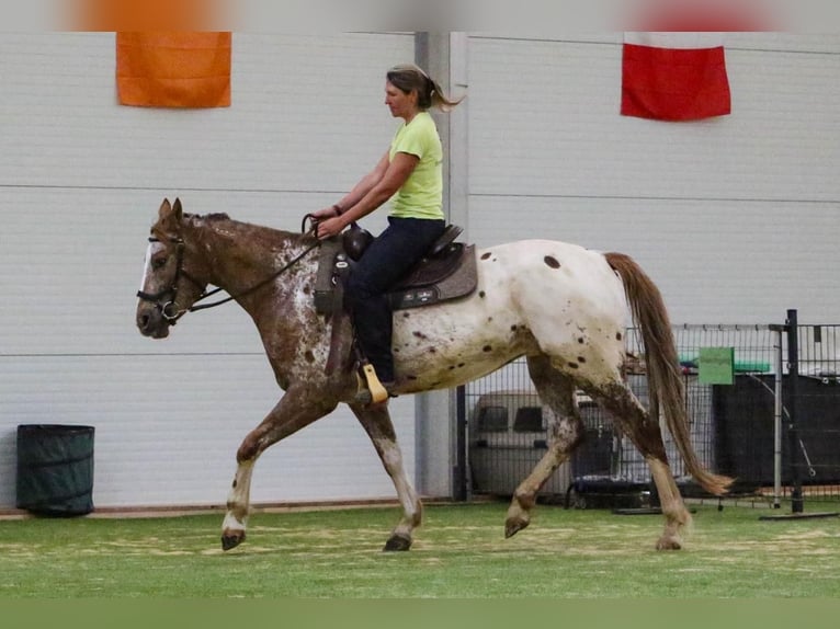 Mustang (american) Gelding 6 years 15,2 hh Leopard-Piebald in Herzberg am Harz