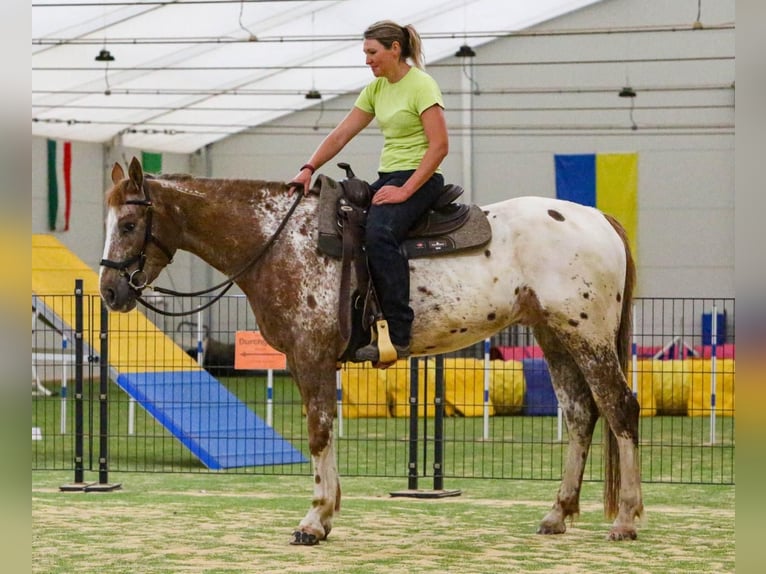 Mustang (american) Gelding 6 years 15,2 hh Leopard-Piebald in Herzberg am Harz