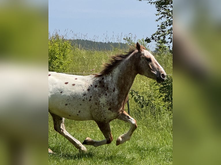 Mustang (american) Gelding 6 years 15,2 hh Leopard-Piebald in Herzberg am Harz