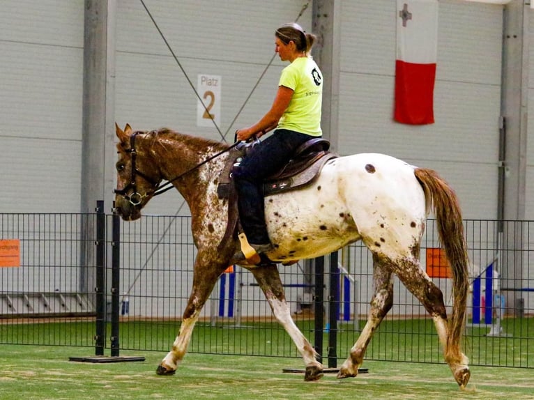 Mustang (american) Gelding 6 years 15,2 hh Leopard-Piebald in Herzberg am Harz