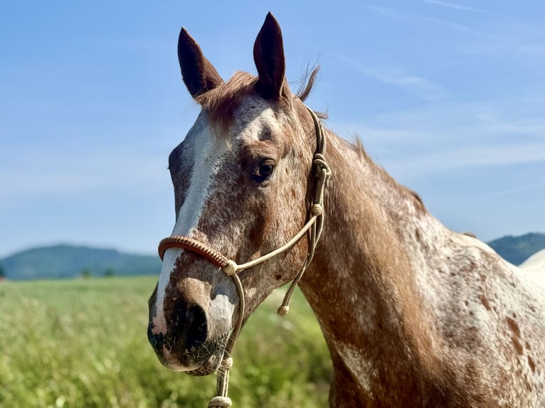Mustang (american) Gelding 6 years 15,2 hh Leopard-Piebald in Herzberg am Harz