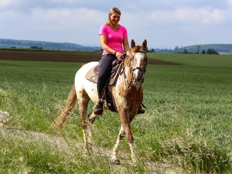 Mustang (american) Gelding 6 years 15,2 hh Leopard-Piebald in Herzberg am Harz