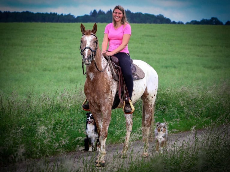 Mustang (american) Gelding 6 years 15,2 hh Leopard-Piebald in Herzberg am Harz