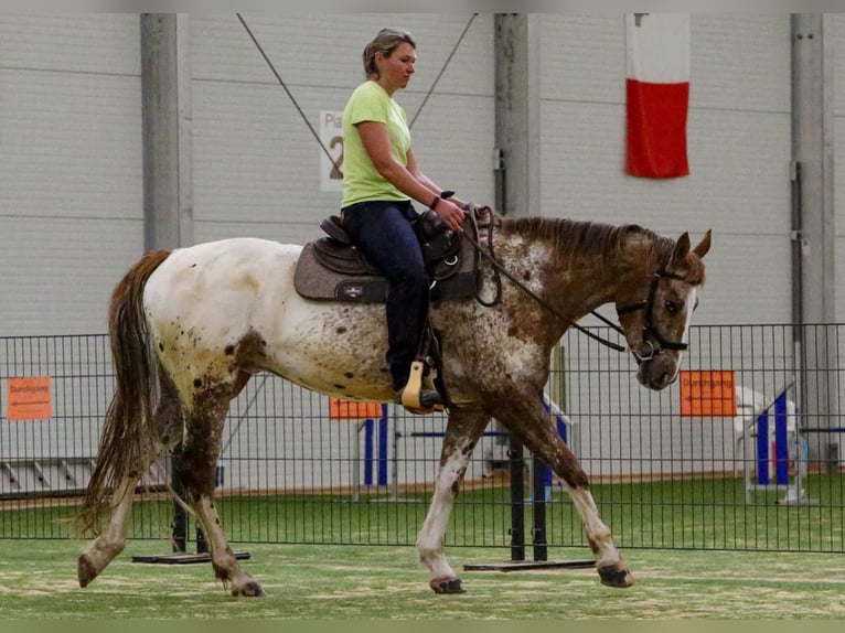 Mustang (american) Gelding 6 years 15,2 hh Leopard-Piebald in Herzberg am Harz