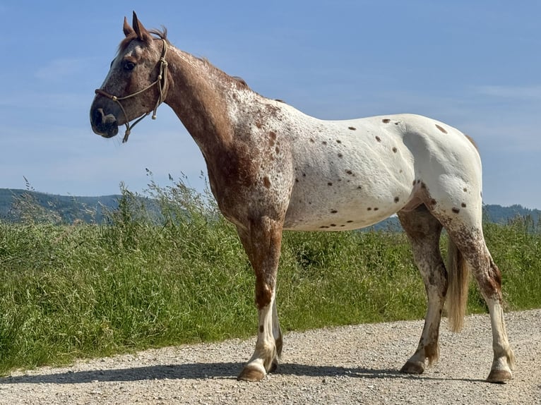 Mustang (american) Gelding 6 years 15,2 hh Leopard-Piebald in Herzberg am Harz