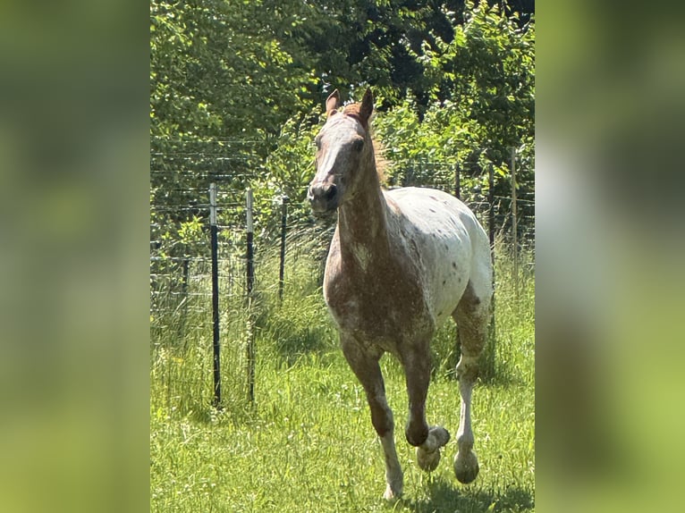 Mustang (american) Gelding 6 years 15,2 hh Leopard-Piebald in Herzberg am Harz