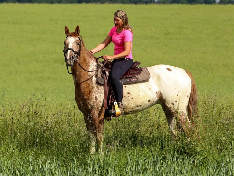 Mustang (american) Gelding 6 years 15,2 hh Leopard-Piebald in Herzberg am Harz