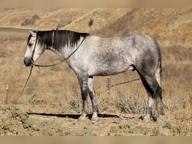 Mustang (american) Gelding 6 years 16 hh Grey-Dapple in King City CA
