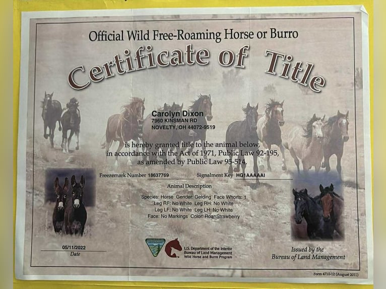 Mustang (american) Gelding 7 years 13,2 hh Roan-Red in Stephenville TX