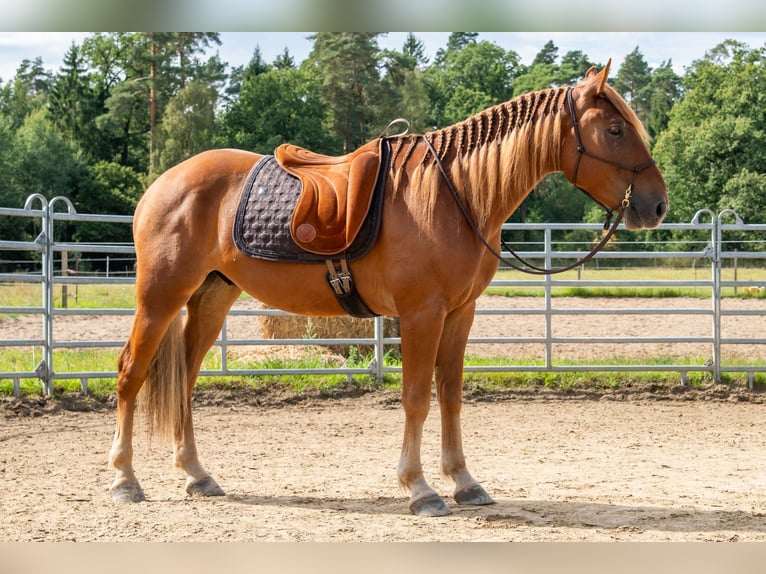 Mustang (american) Gelding 7 years 14.1 hh Chestnut-Red in Neu Drefahl