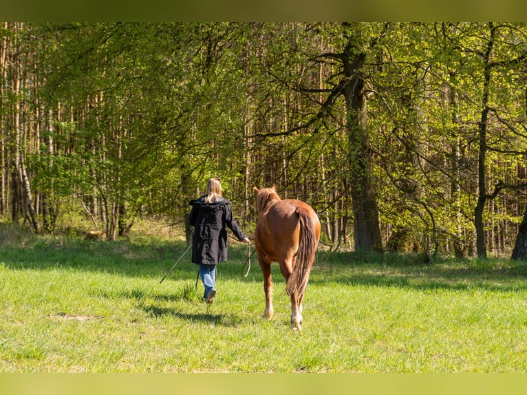 Mustang (american) Gelding 7 years 14.1 hh Chestnut-Red in Neu Drefahl