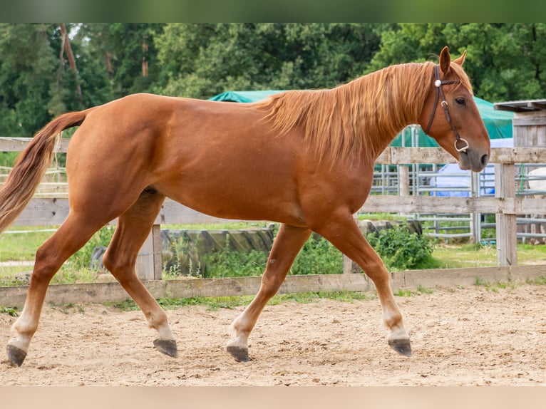 Mustang (american) Gelding 7 years 14.1 hh Chestnut-Red in Neu Drefahl