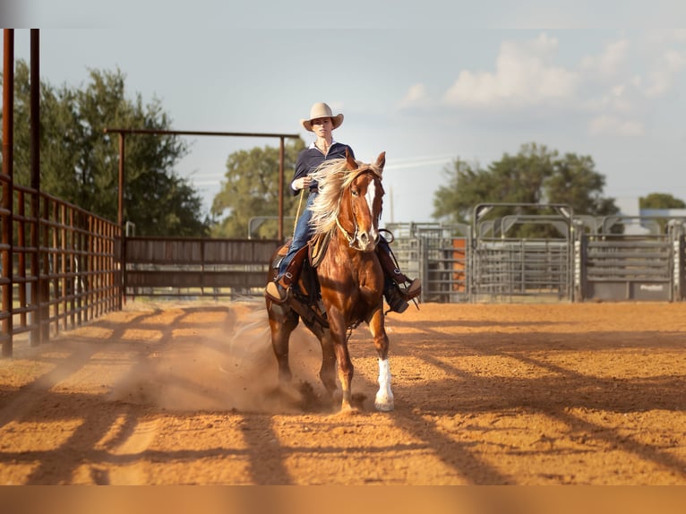Mustang (american) Gelding 7 years 14,3 hh Chestnut in Weatherford