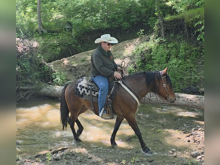 Mustang (american) Gelding 7 years 14 hh Bay in Charleston, IL