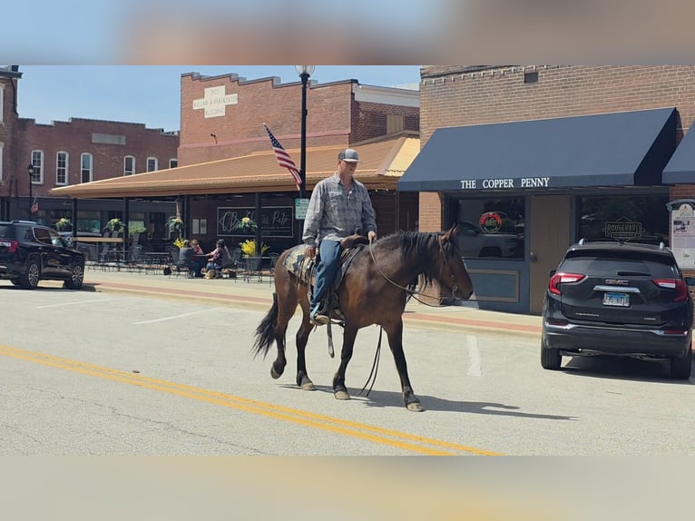 Mustang (american) Gelding 7 years 14 hh Bay in Charleston, IL